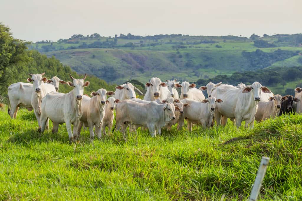 Frio intenso provoca a morte de mais de 80 bovinos em Mato Grosso do Sul