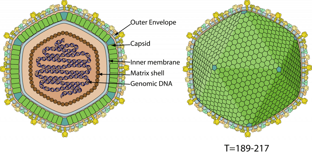 Você conhece os Gigavírus? Essa pesquisa brasileira desvendou novos mistérios