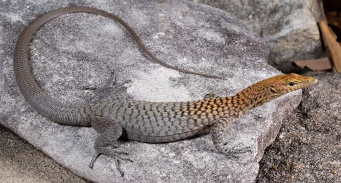 Lagarto de cabeça laranja surpreende cientistas após viver escondido nas rochas