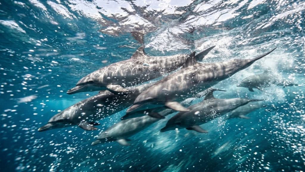 Por que tubarões raramente atacam golfinhos, mesmo dividindo o mesmo território