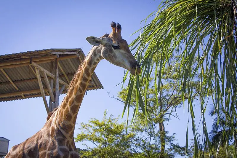 Essa cidade é Alemã… Mas fica no Brasil
