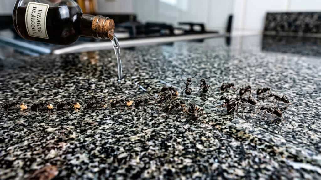 A técnica da linha ajuda a quebrar o caminho das formigas na cozinha