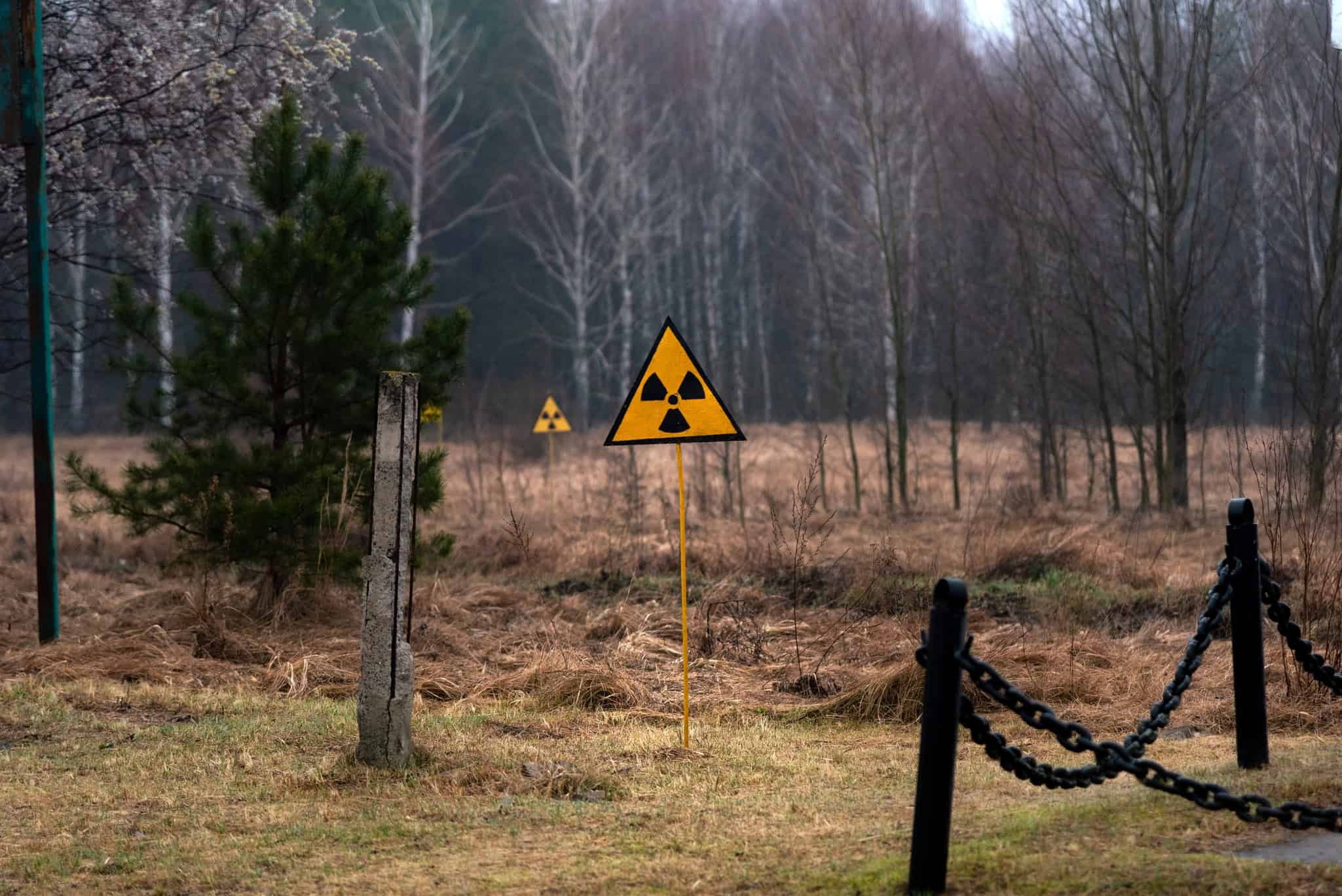 Fungo de Chernobyl: habilidade deixou pesquisadores intrigados