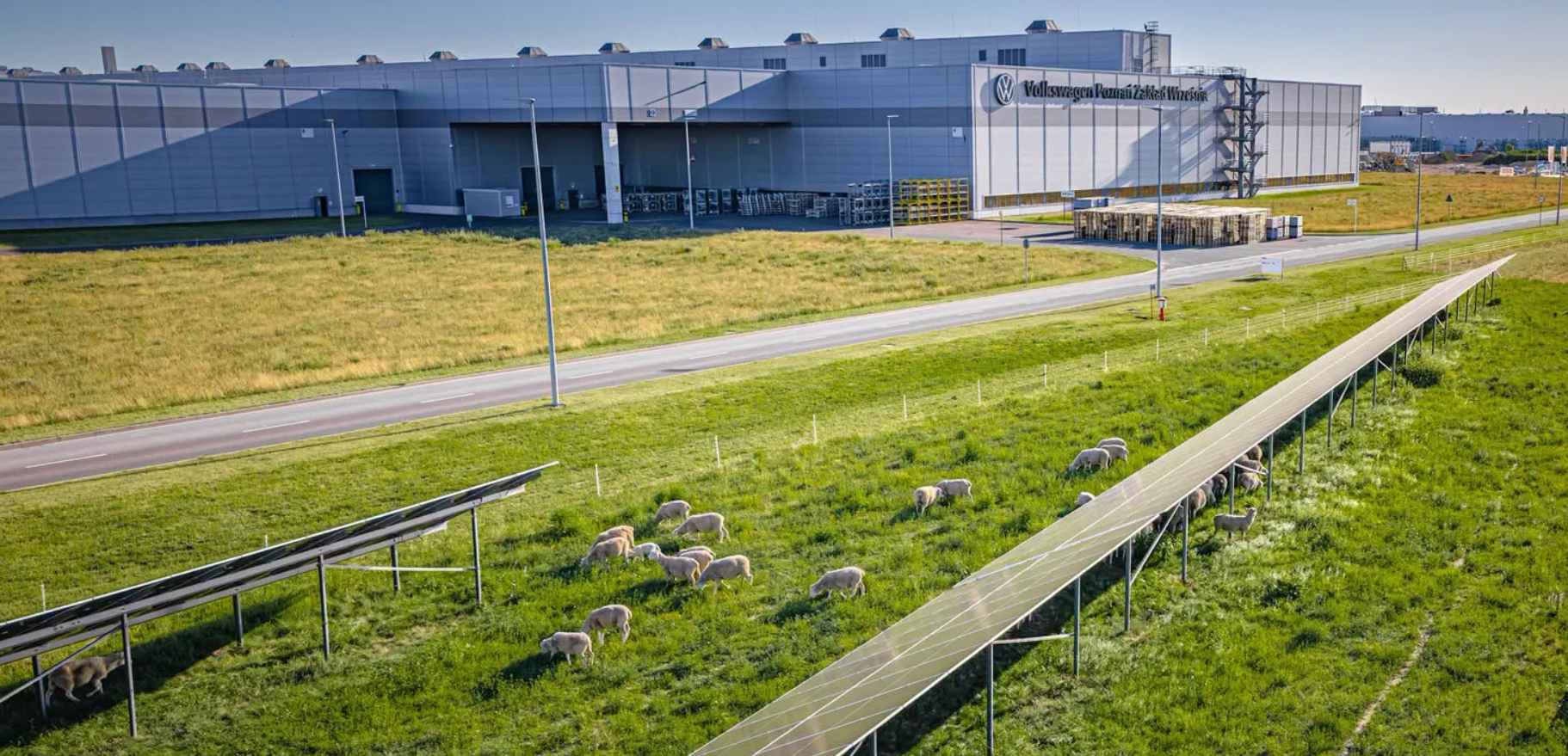 Por que a Volkswagen "contratou" ovelhas para trabalhar em uma fábrica?