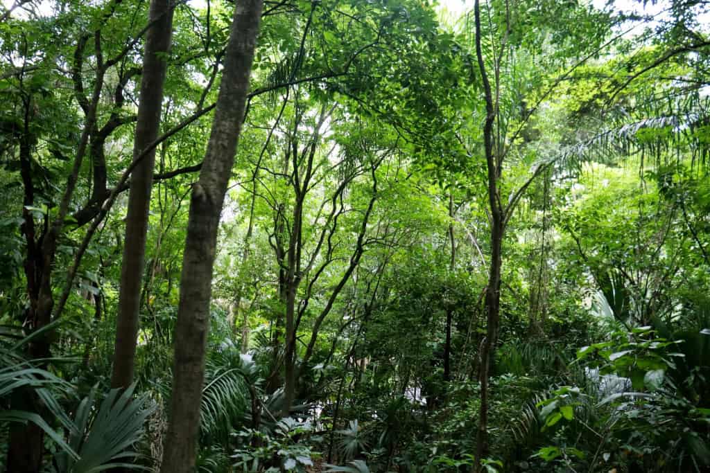 Novo centro pode transformar plantas brasileiras em futuros medicamentos