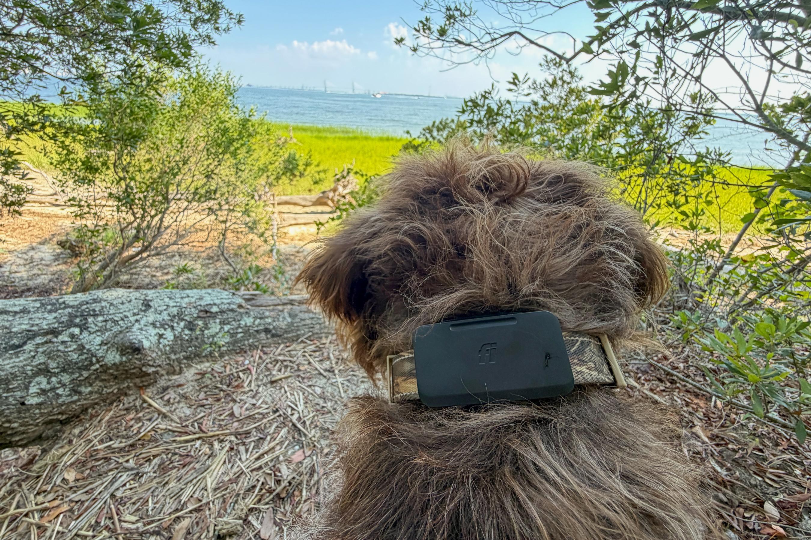 Fi’s Starlink-enabled pet tracker found my dog when LTE couldn’t