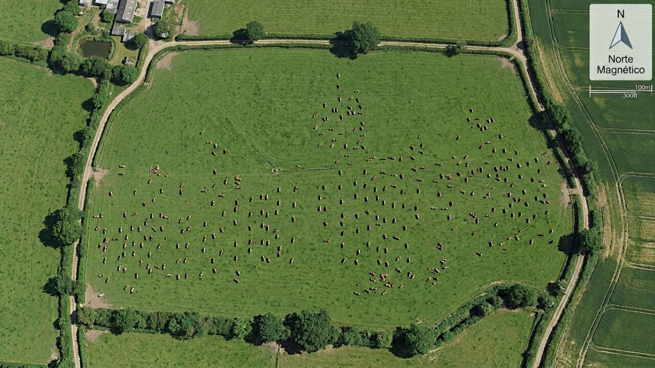 Cientistas descobrem que as vacas possuem uma bússola magnética natural ao redor de seu corpo