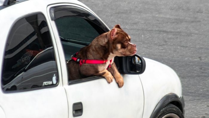 Transportar cachorro solto no carro dá multa? Descubra as regras