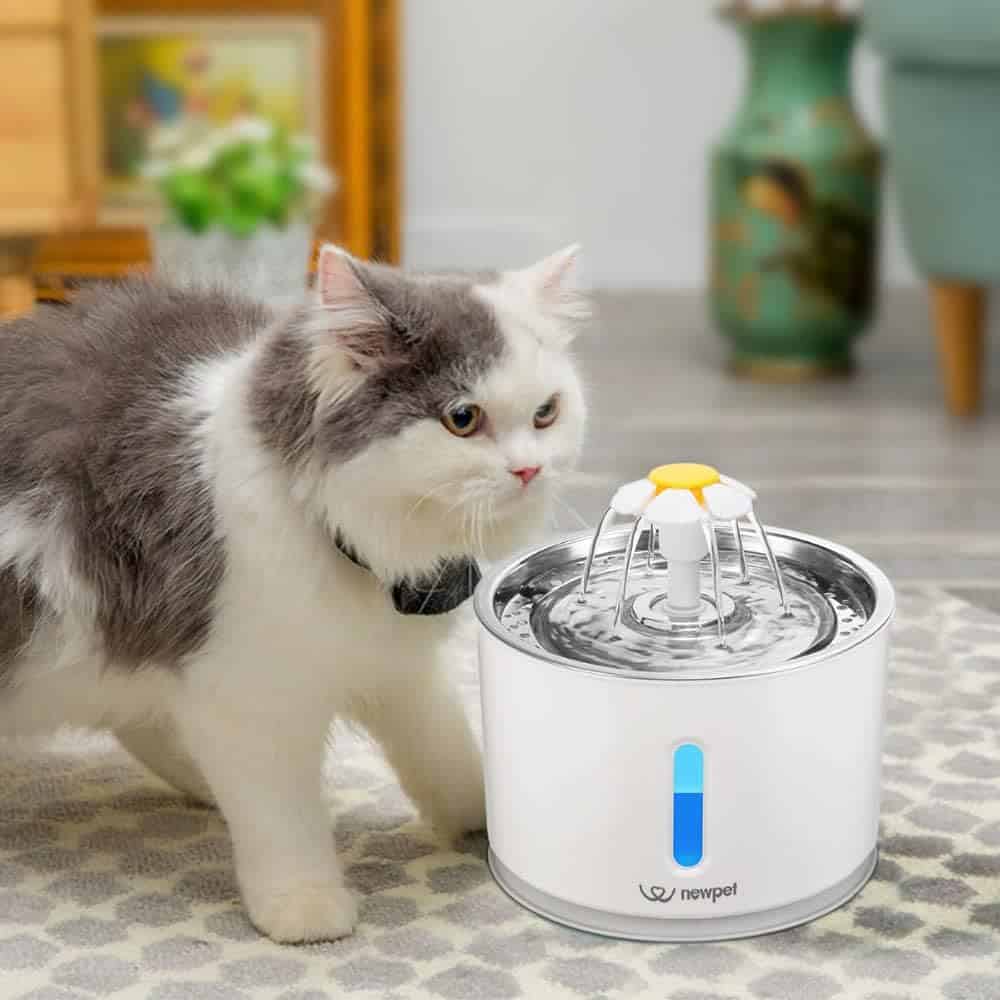 Tecnologia para pets: bebedouros para cães e gatos em promoção
