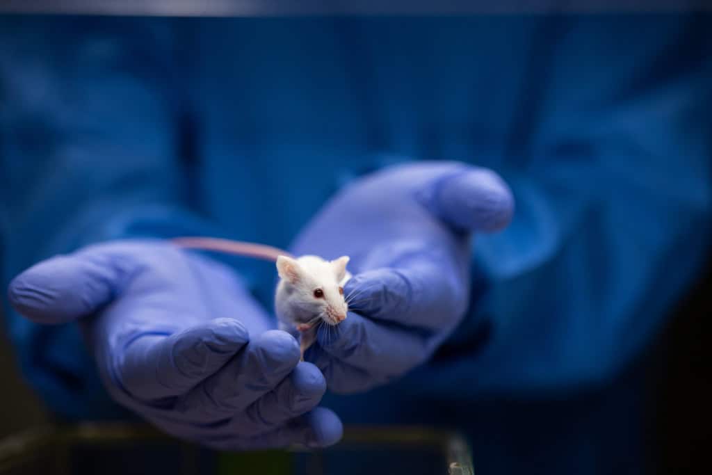Ratos demonstram empatia em níveis graduais, aponta estudo alemão
