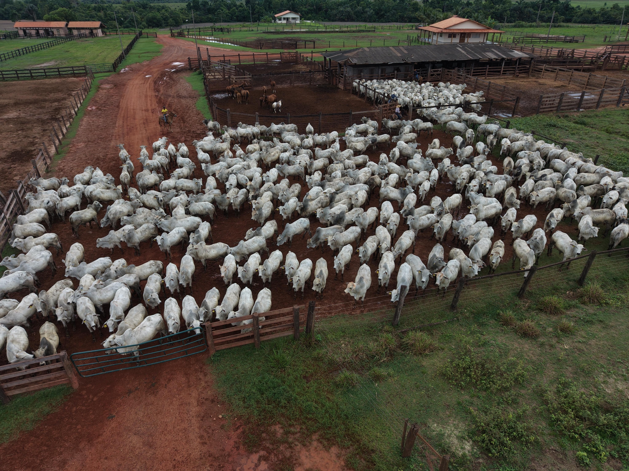 Frio intenso provoca a morte de mais de 80 bovinos em Mato Grosso do Sul