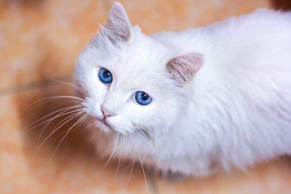 Gatos idosos podem ajudar a desvendar o envelhecimento do cérebro humano