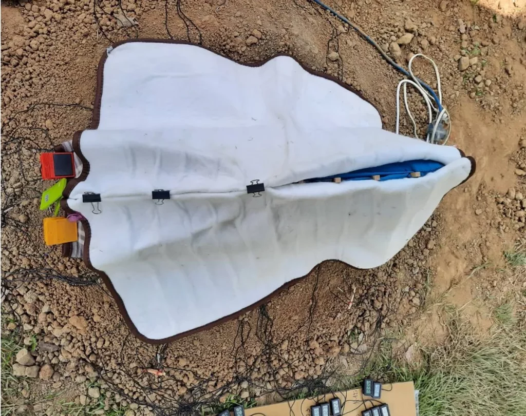 Como este dinossauro chocava ovos sem quebrá-los? Cientistas recriam “incubadora” pré-histórica